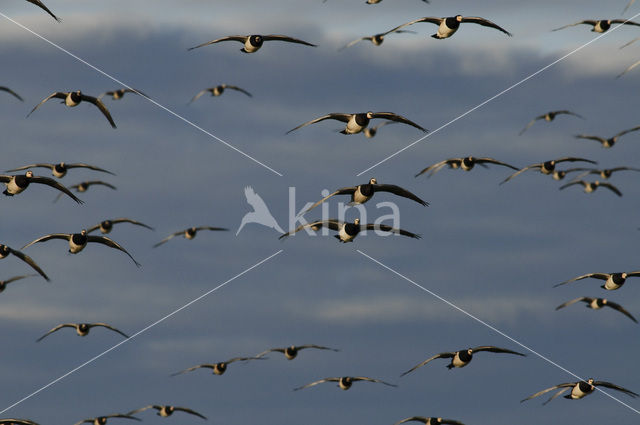 Brandgans (Branta leucopsis)