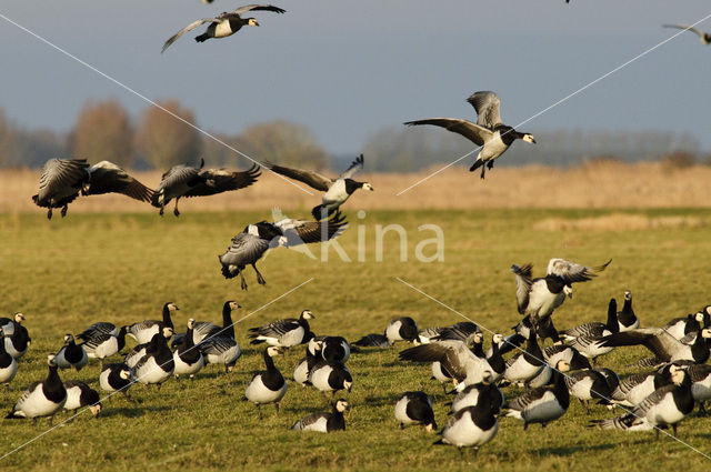 Brandgans (Branta leucopsis)