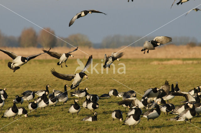 Brandgans (Branta leucopsis)