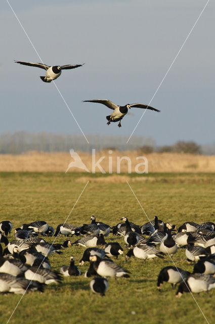 Brandgans (Branta leucopsis)