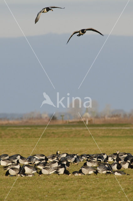 Brandgans (Branta leucopsis)