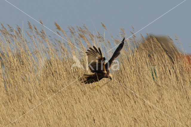 Bruine Kiekendief (Circus aeruginosus)