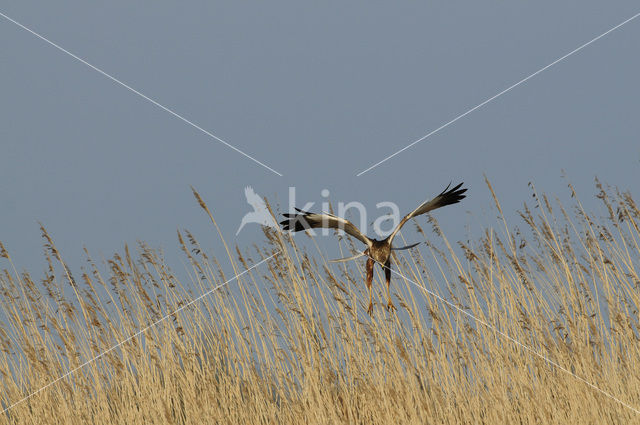 Bruine Kiekendief (Circus aeruginosus)