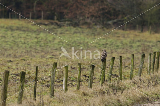 Buizerd (Buteo buteo)