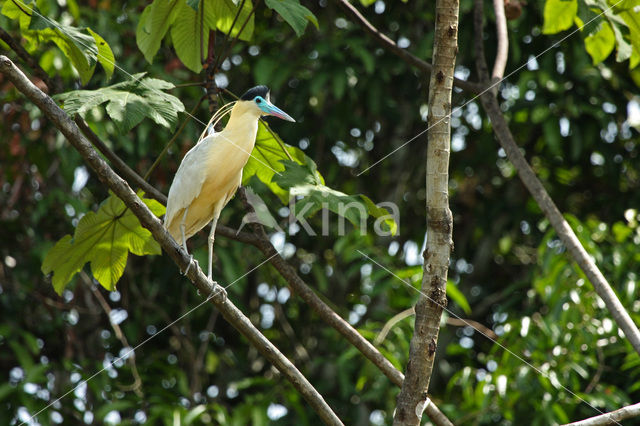 Capped Heron (Pilherodius pileatus)