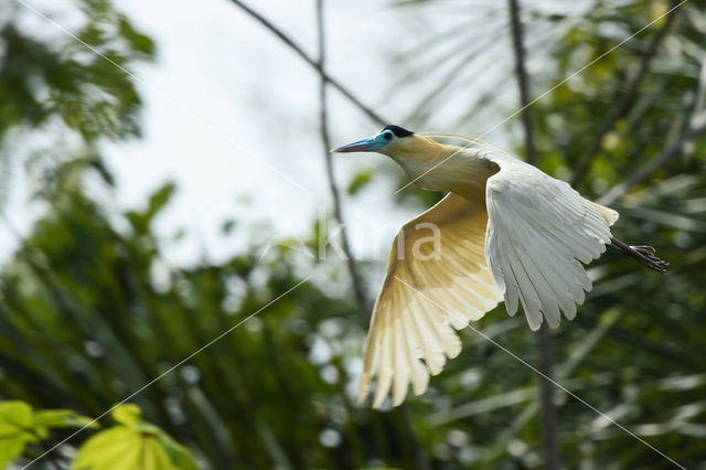 Capped Heron (Pilherodius pileatus)