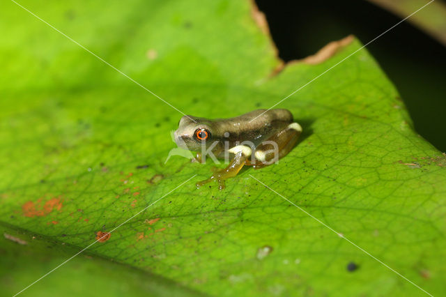 Dendropsophus sp.