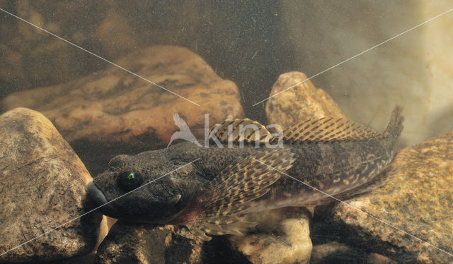 Bullhead (Cottus gobio)