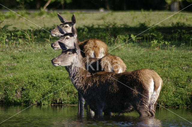 Edelhert (Cervus elaphus)