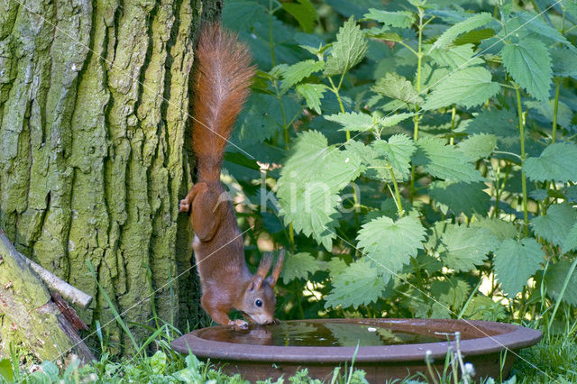 Eekhoorn (Sciurus vulgaris)