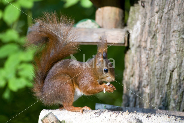 Eekhoorn (Sciurus vulgaris)