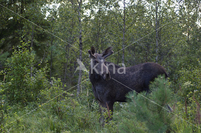 Eland (Alces alces)