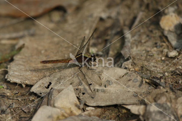 Erythemis peruviana