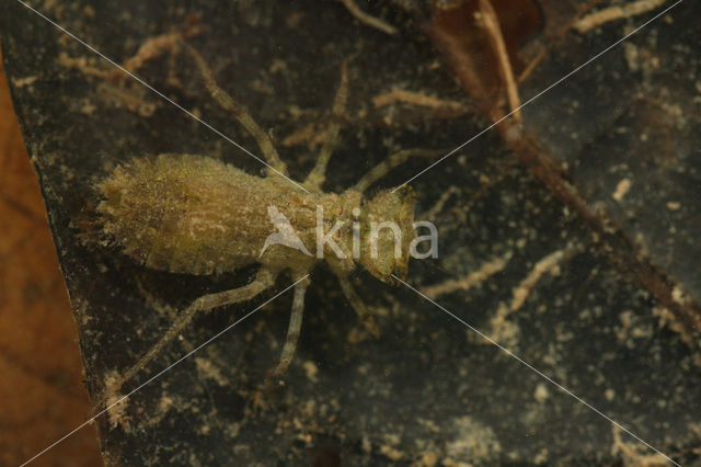 Erythrodiplax fusca