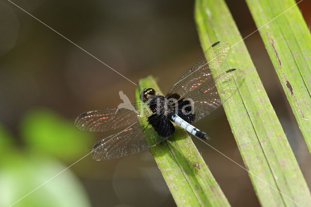 Erythrodiplax unimaculata