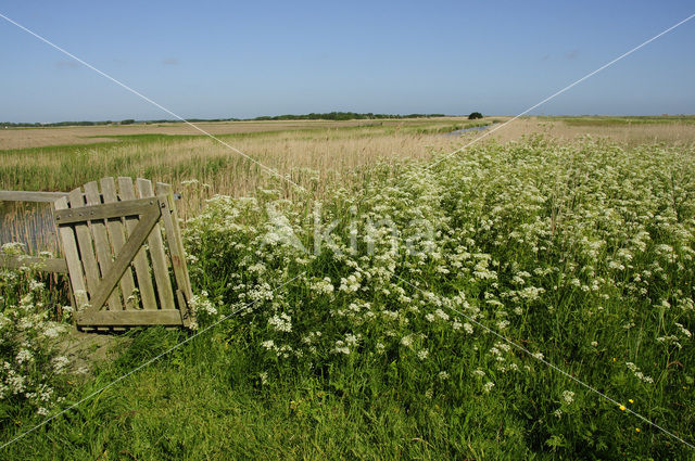 Fluitekruid (Anthriscus sylvestris)