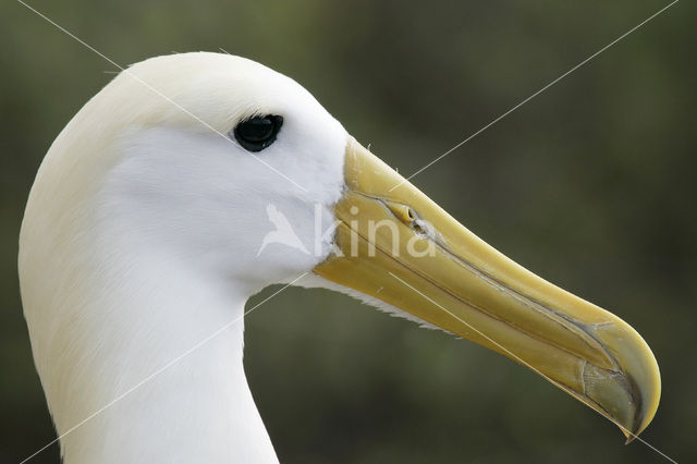 Galapagos albatros (Phoebastria irrorata)