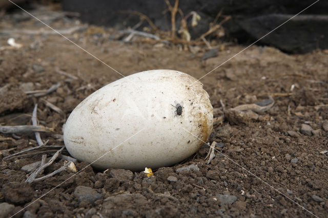 Galapagos albatros (Phoebastria irrorata)