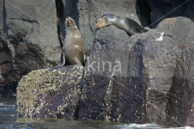 Galapagos zeeleeuw (Zalophus wollebaeki)