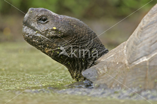 Galapagosreuzenschildpad