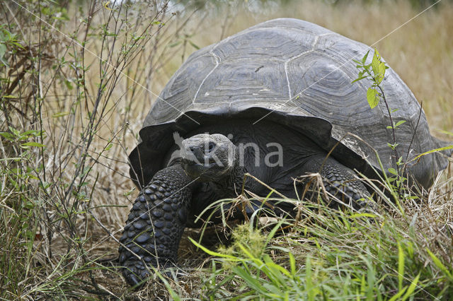 Galapagos Giant Tortoise (Testudo elephantopus)