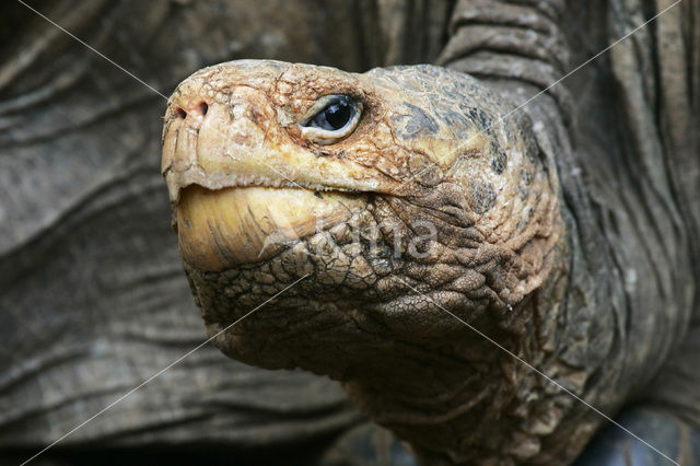 Galapagosreuzenschildpad