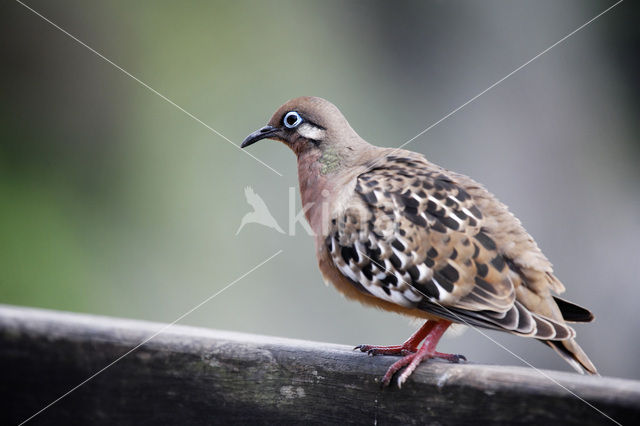 Galapagostreurduif (Zenaida galapagoensis)