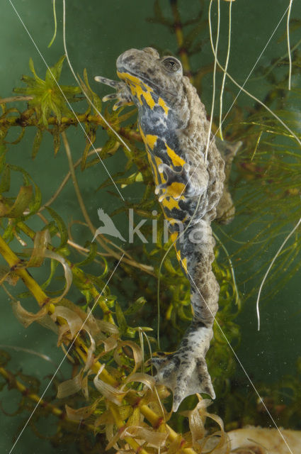 Geelbuikvuurpad (Bombina variegata)