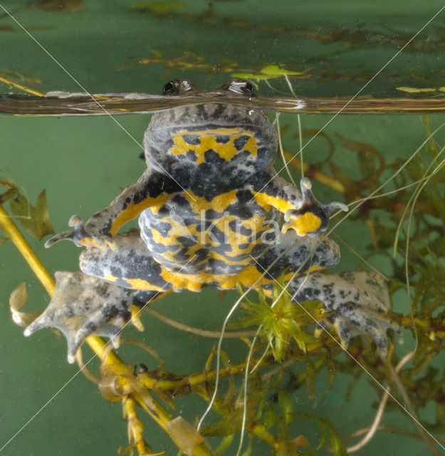 Geelbuikvuurpad (Bombina variegata)