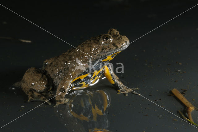 Geelbuikvuurpad (Bombina variegata)