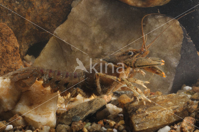 Gevlekte Amerikaanse rivierkreeft (Orconectes limosus)