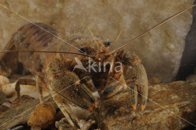 Gevlekte Amerikaanse rivierkreeft (Orconectes limosus)