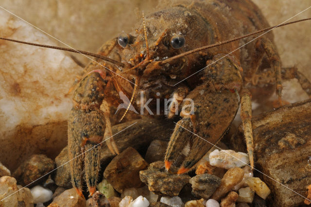 Gevlekte Amerikaanse rivierkreeft (Orconectes limosus)