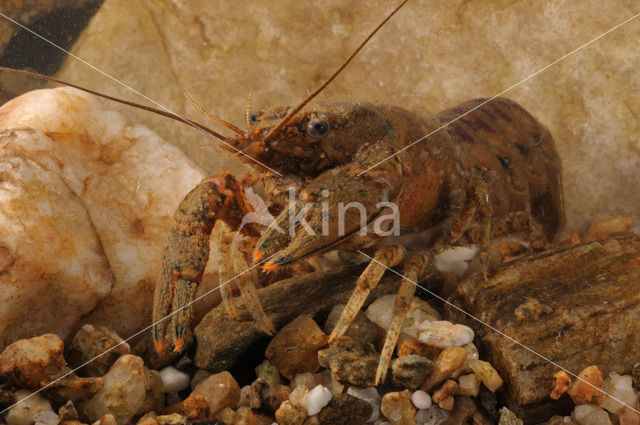 Gevlekte Amerikaanse rivierkreeft (Orconectes limosus)