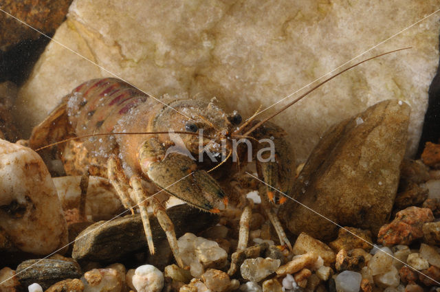 Gevlekte Amerikaanse rivierkreeft (Orconectes limosus)