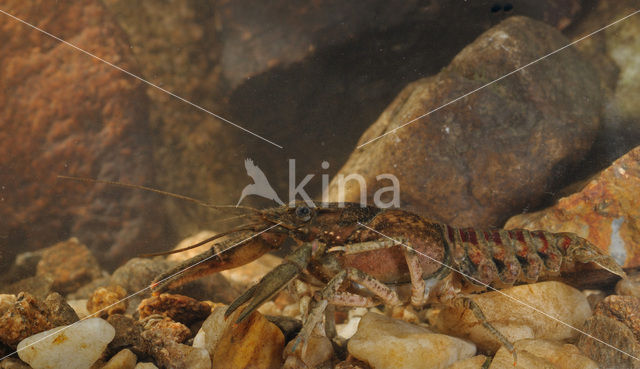 Gevlekte Amerikaanse rivierkreeft (Orconectes limosus)