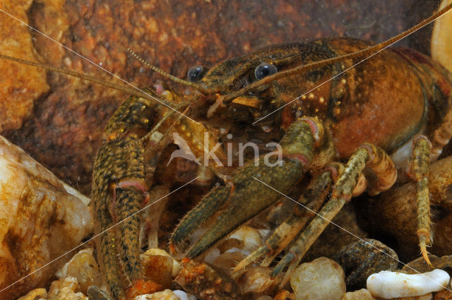 Gevlekte Amerikaanse rivierkreeft (Orconectes limosus)