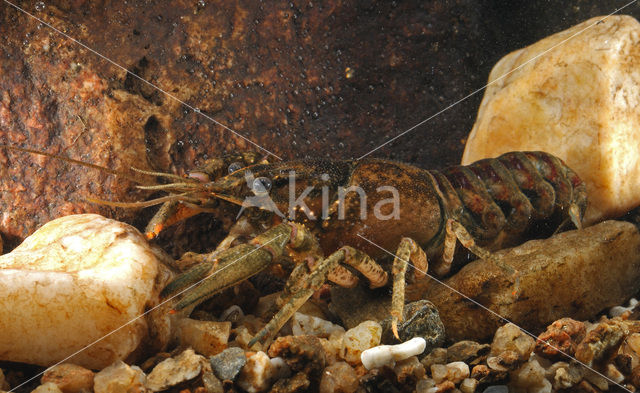 Gevlekte Amerikaanse rivierkreeft (Orconectes limosus)