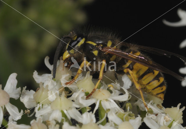 Gewone wesp (Vespula vulgaris)