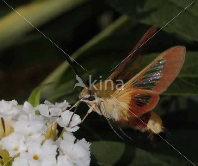 Glasvleugelpijlstaart (Hemaris fuciformis)