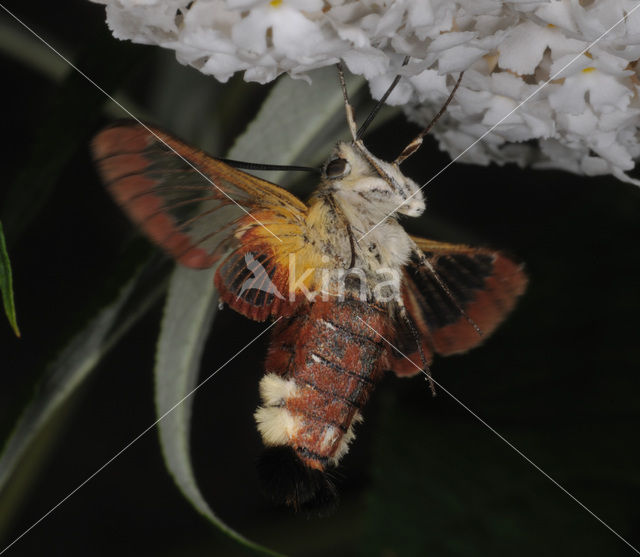 Glasvleugelpijlstaart (Hemaris fuciformis)