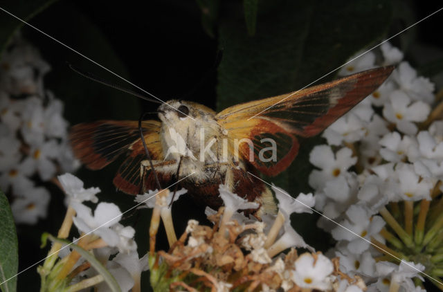 Glasvleugelpijlstaart (Hemaris fuciformis)