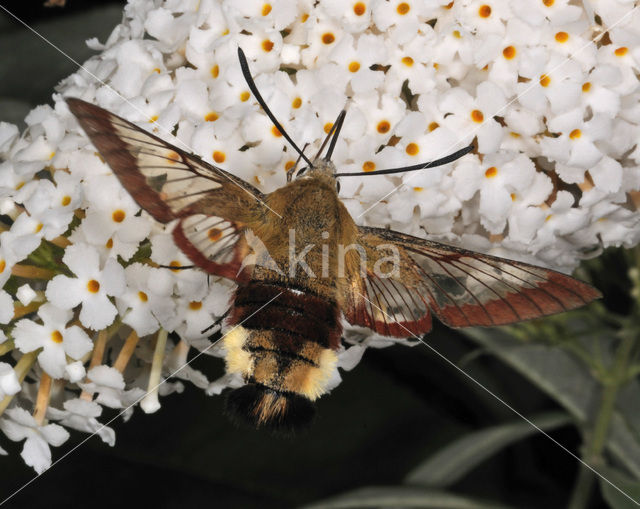 Broad-bordered Bee Hawk-moth (Hemaris fuciformis)