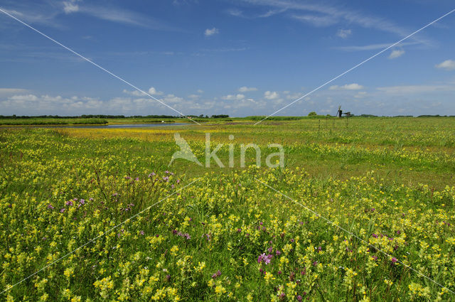 Goudknopje (Cotula coronopifolia)