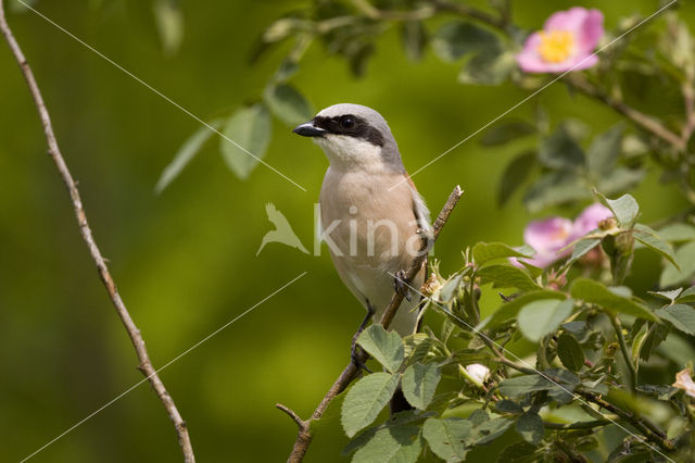 Grauwe Klauwier (Lanius collurio)