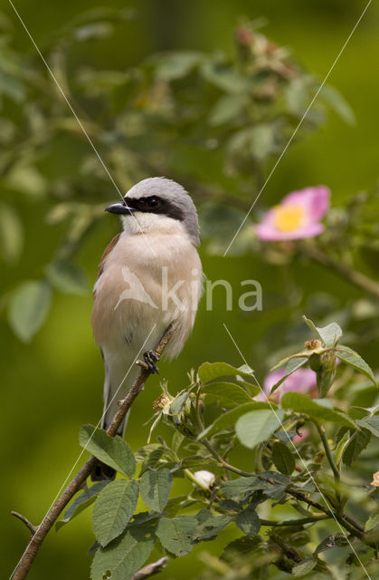 Grauwe Klauwier (Lanius collurio)