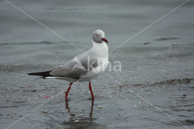 Grijskopmeeuw (Larus cirrocephalus)