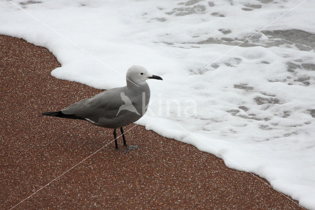 Grijze meeuw (Larus modestus)