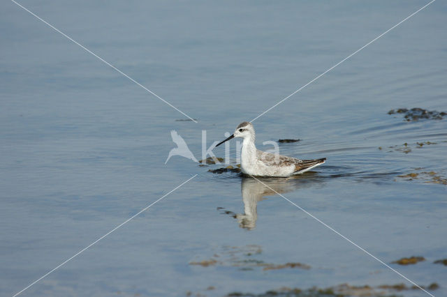 Grote Franjepoot (Phalaropus tricolor)