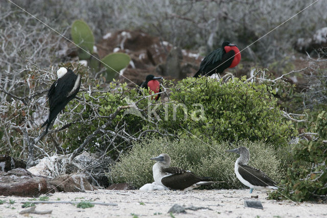 Grote Fregatvogel (Fregata minor)